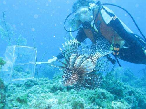 Lionfish analysis reveals most vulnerable prey as invasion continues