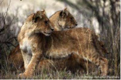 Lions are critically endangered in West Africa