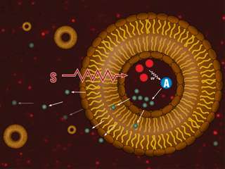 Liposome research adds up to better cancer treatment options