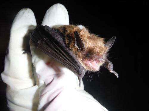 'Listening' helps scientists track bats without exposing the animals to disease