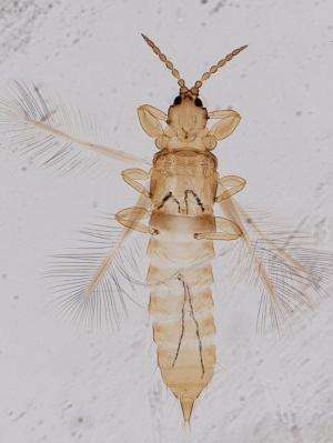 Litter-dwelling thrips live mainly in tropical and subtropical regions
