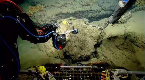 Live webcams: Scientists studying corals damaged by oil in the Gulf of Mexico