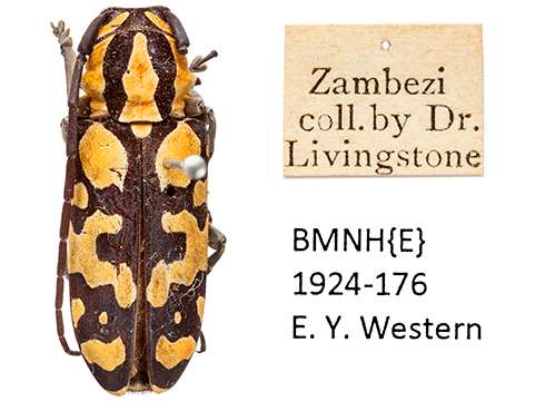 Livingstone beetle specimens found after 150 years