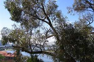 Local eucalypts resist crossbreeding with introduced species