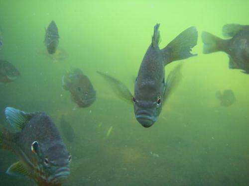 Longer catch-and-release time leaves largemouth bass nests more vulnerable to predators