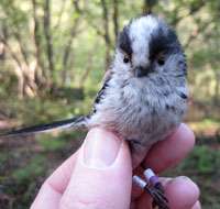 Long-tailed tits set for climate boost