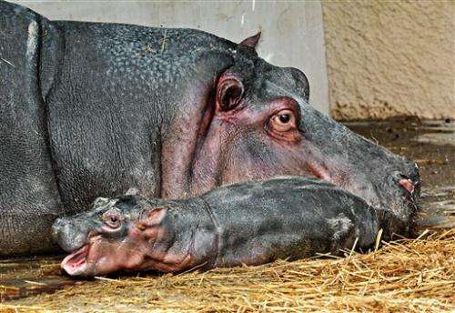 Los Angeles Zoo sees first hippo birth in 26 years