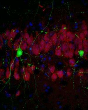 Loss of memory in Alzheimer's mice models reversed through gene therapy