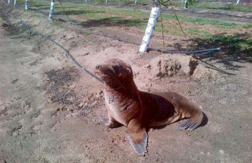 Lost sea lion in California found mile from water