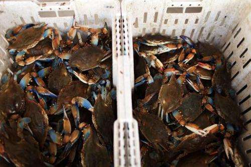 Louisiana blue crabs sit in the bottom of a container at a fish market in Westwego, Louisiana on June 17, 2010