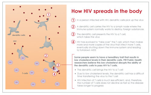 Low cholesterol in immune cells tied to slow progression of HIV