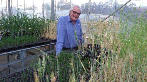 Lower chlorophyll to boost wheat yields