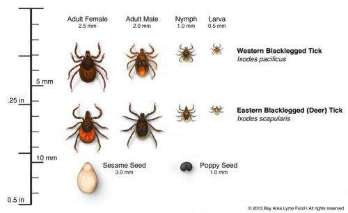 Lyme disease risk is year-round in Northwest California, according to new study