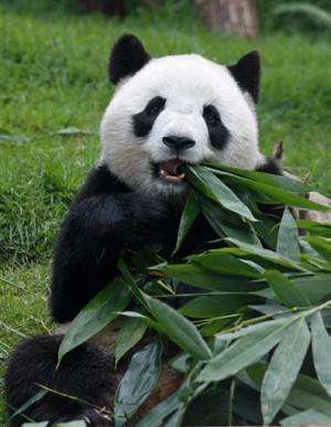 Macau female panda Xin Xin dies of kidney failure