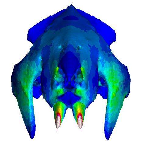 Madagascar: Fossil skull analysis offers clue to mammals' evolution