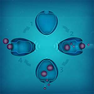 Magnetic field opens and closes nanovesicle