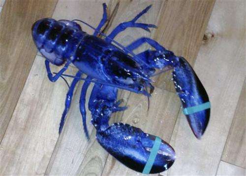 Maine lobsterman catches rare blue lobster
