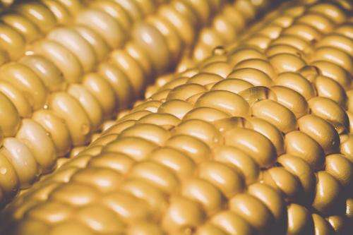 Maize population study finds genes affected by long-term artificial selection