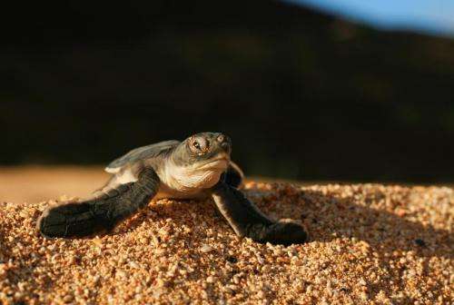 Major turtle nesting beaches protected in 1 of the UK's far flung overseas territories