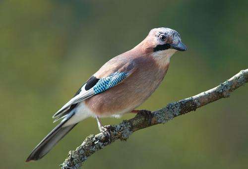 Male Eurasian jays know that their female partners' desires can differ from their own