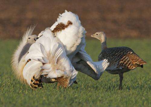 Males of great bustard self-medicate to appear more attractive to females