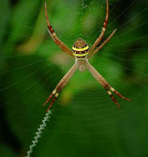 Male St. Andrew's Cross spiders sniff web pheromones to determine suitability of female mates