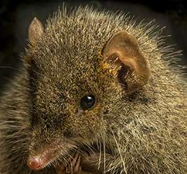 Mammologist discovers new, highly promiscuous mouse-like marsupial