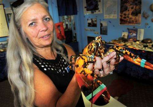 Man finds calico lobster, gives it to aquarium