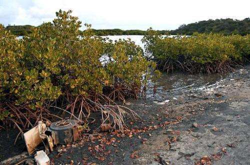 Mangroves, which absorb waves and are home to many threatened species, are being destroyed at more than triple the rate of land 
