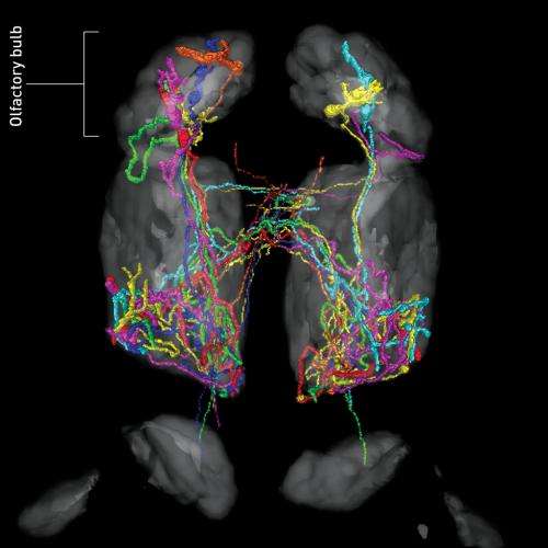 Map of brain connections provides insight into olfactory system