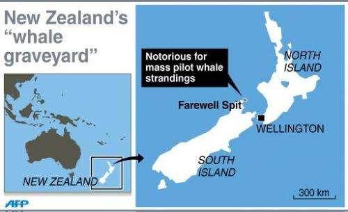 Map showing Farewell Spit in New Zealand, notorious for mass pilot whale strandings