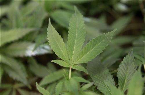 Marijuana legalization effort begins in California
