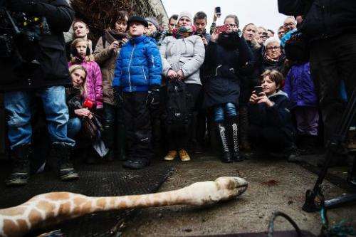 Marius was shot dead and autopsied in the presence of visitors to the gardens at Copenhagen zoo on Febuary 9, 2014