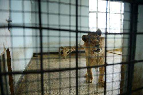 Marjan the lion looks out from his cage at the Kabul Zoo in Afghanistan on March 18, 2014