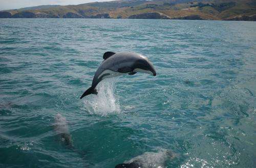 Maui's dolphin faces extinction unless action is taken now