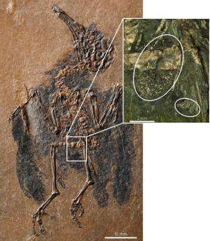 47 million year old bird fossil offers evidence of oldest known pollinator