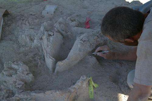 Meet the gomphothere: UA archaeologist involved in discovery of bones of elephant ancestor