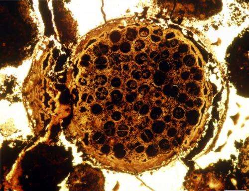 New evidence of ancient multicellular life sets evolutionary timeline back 60 million years