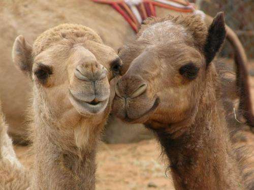 MERS coronavirus can be transmitted from camel to man