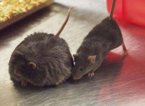 Mice and men share a diabetes gene