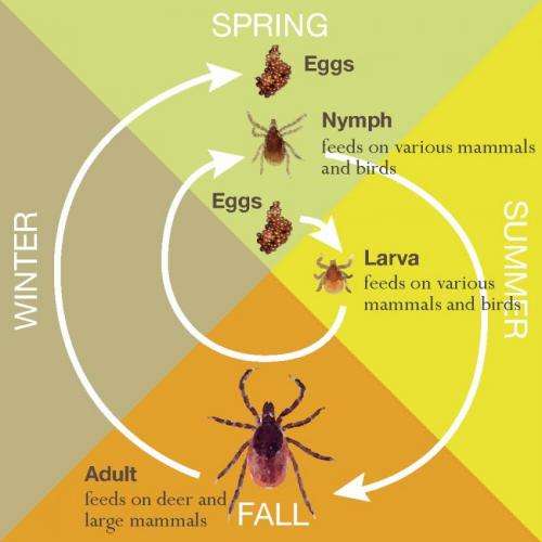 Mice give ticks a free lunch: Amplifying risk of Lyme disease and other ...