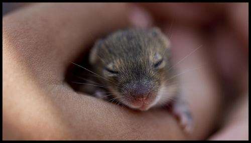 Mice nest together to confuse paternity and reduce infanticide