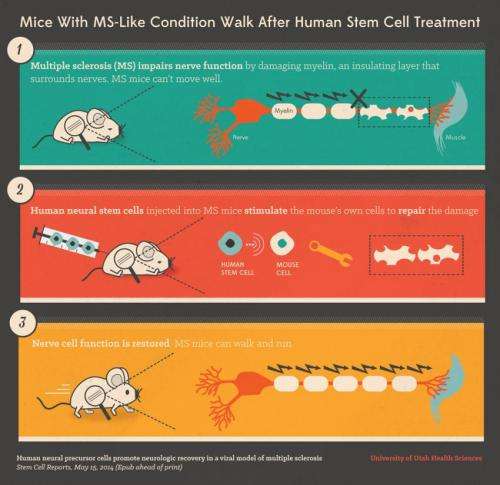 Mice with MS-like condition walk again after human stem cell treatment