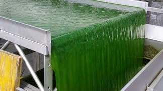 Microalgae-derived biogas a  promising alternative to fossil fuels