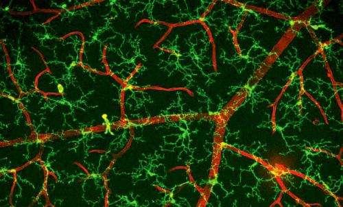 Microglia: the movers and shakers of the brain