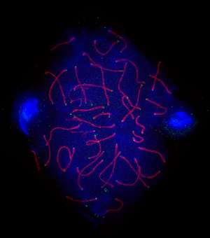 Microscopy image of a developing mouse sperm cell taken by A*STAR scientists