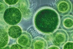 ‘Milking’ algal cells proves efficient alternative