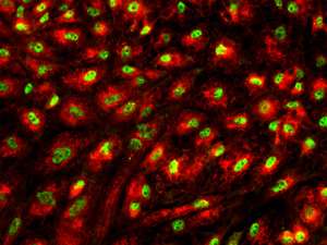 Minimizing the cellular contaminants that plague the differentiation of pluripotent stem cells