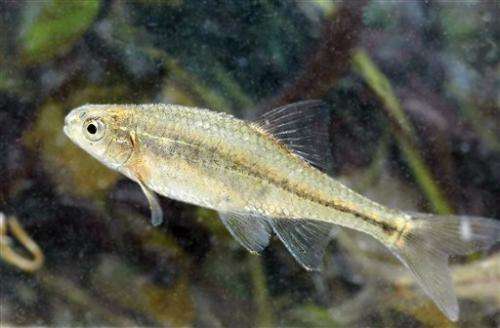Minnow to be 1st fish taken off endangered list