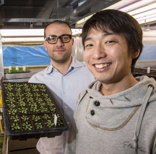Missing link in plant immunity identified